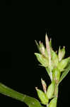 Eastern narrowleaf sedge